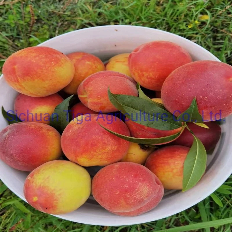 Organic-New-Flavored-Healthy-Fresh-Sweet-Summer-Joicy-Peach (3)