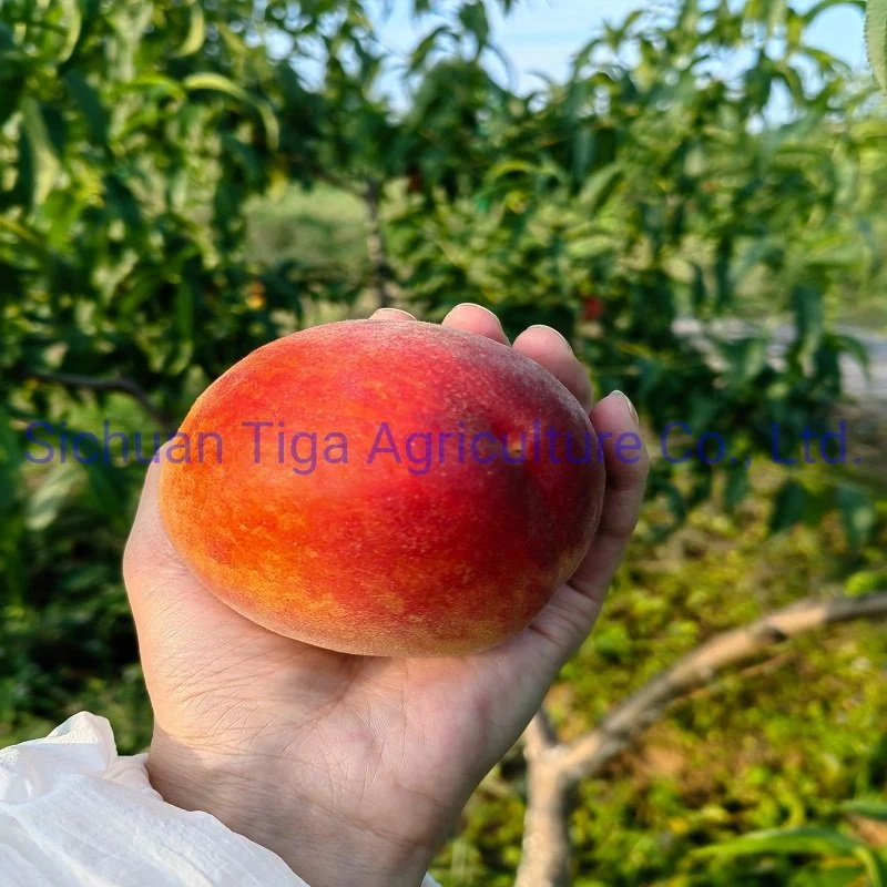 Organic-New-Flavored-Healthy-Fresh-Sweet-Summer-Joicy-Peach