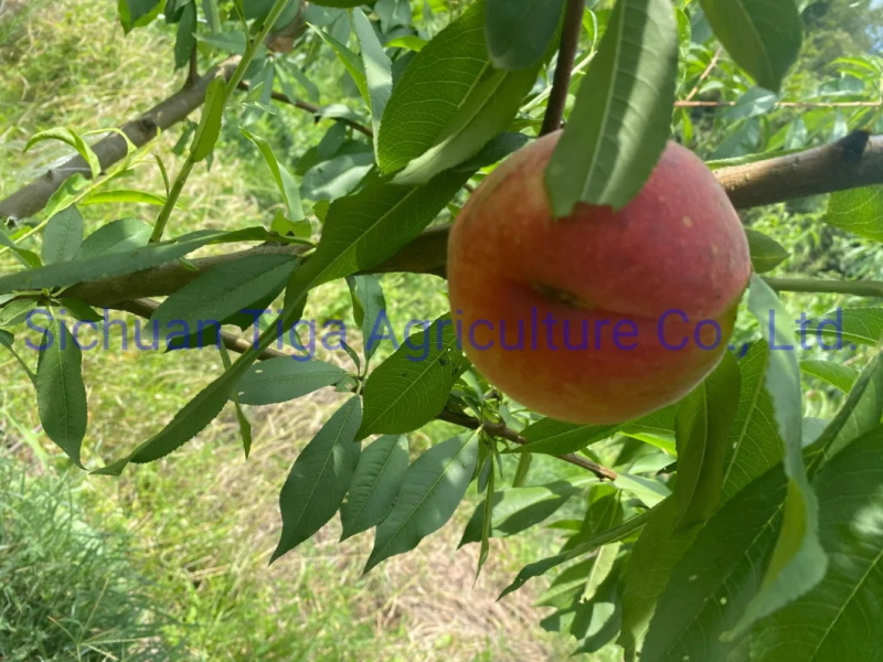 Organic-New-Flavored-Healthy-Fresh-Sweet-Summer-Joicy-Peach (9)