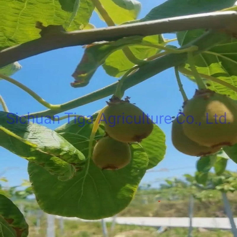 Wholesale-Large-Shape-Fresh-Delicius-Sweet-New-Kiwi-Fruit-Kiwi-Berry-and-Actinidia (6)