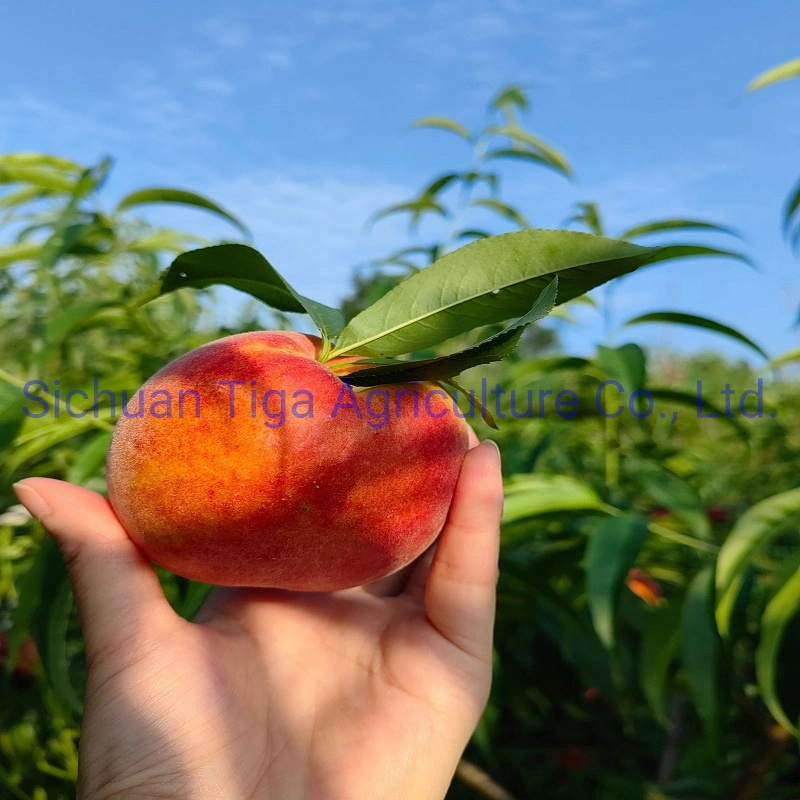 Organic-New-Flavored-Healthy-Fresh-Sweet-Summer-Joicy-Peach (5)