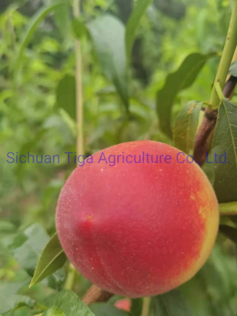 Organic-New-Flavored-Healthy-Fresh-Sweet-Summer-Joicy-Peach (6)