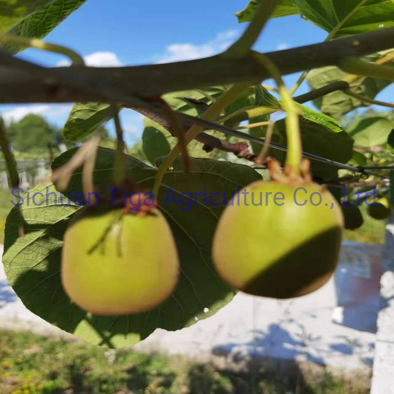 Wholesale-Large-Shape-Fresh-Delicius-Sweet-New-Kiwi-Fruit-Kiwi-Berry-and-Actinidia (3)