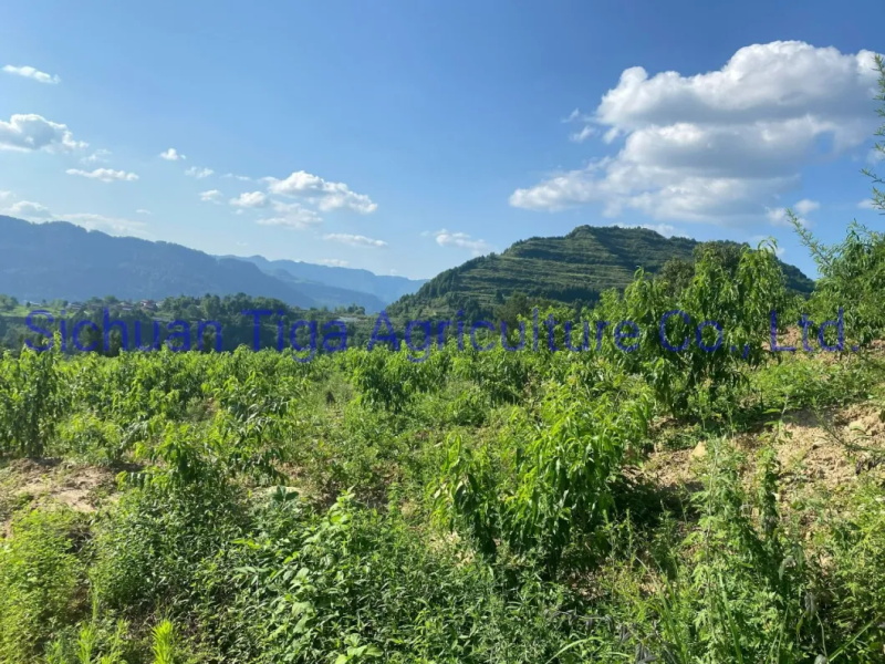 Organic-New-Flavored-Healthy-Fresh-Sweet-Summer-Joicy-Peach (8)