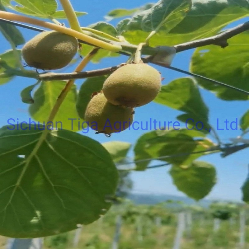 Wholesale-Large-Shape-Fresh-Delicius-Sweet-New-Kiwi-Fruit-Kiwi-Berry-and-Actinidia (5)
