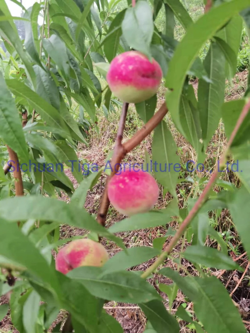 Organic-New-Flavored-Healthy-Fresh-Sweet-Summer-Joicy-Peach (7)