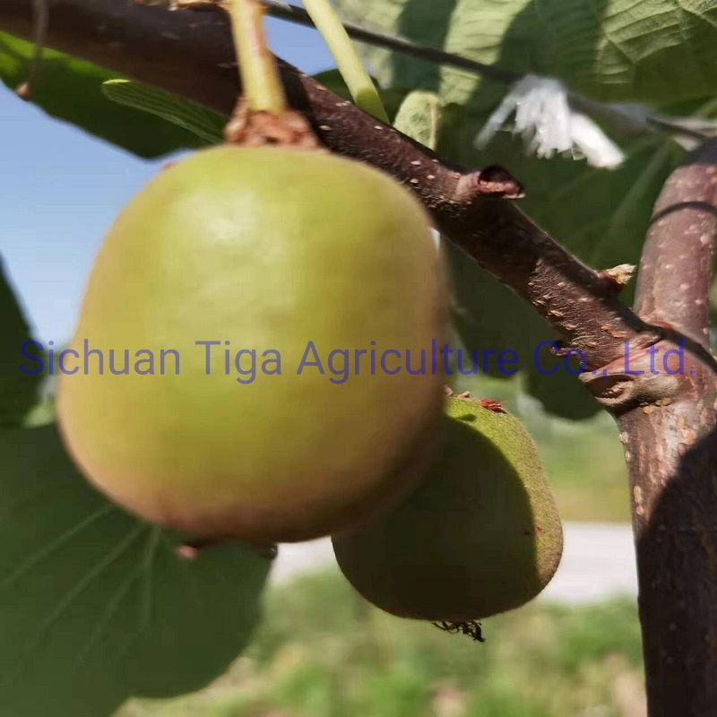 Wholesale-Large-Shape-Fresh-Delicius-Sweet-New-Kiwi-Fruit-Kiwi-Berry-and-Actinidia (4)