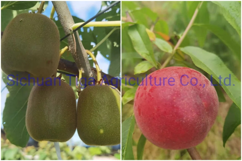 Organic-New-Flavored-Healthy-Fresh-Sweet-Summer-Joicy-Peach (10)