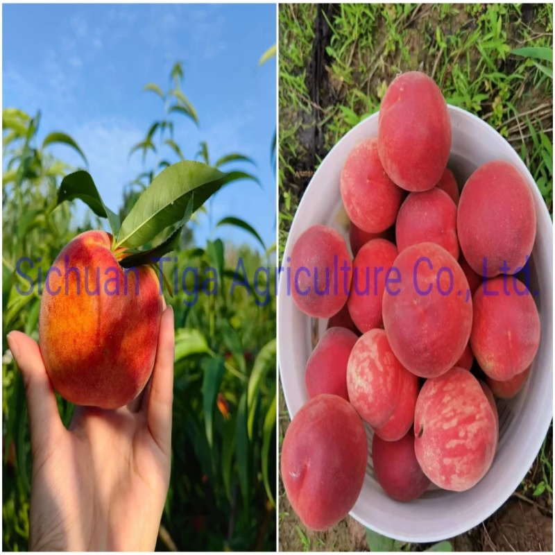 Wholesale-Large-Shape-Fresh-Delicius-Sweet-New-Kiwi-Fruit-Kiwi-Berry-and-Actinidia